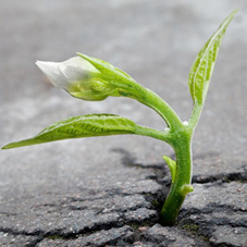 photograph of resilient plant growing through tarmac